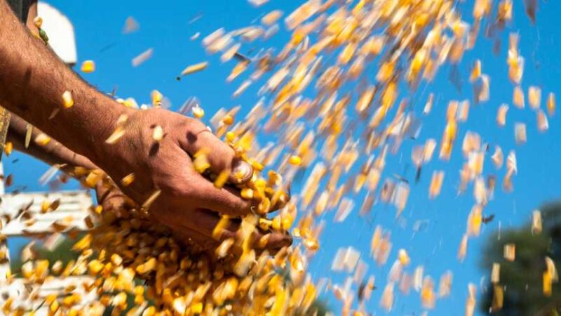 milho em abundancia garante precos baixos mesmo em tempos de