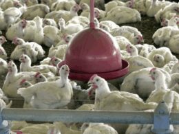 Missão chinesa sinaliza novos contratos e demanda aquecida para o frango brasileiro 15 Missão chinesa sinaliza novos contratos e demanda aquecida para o frango brasileiro