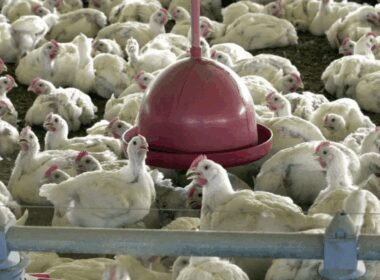 Missão chinesa sinaliza novos contratos e demanda aquecida para o frango brasileiro