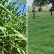 Mombaça ou Tifton 85 potencializam a produtividade da soja com pastagens saudáveis e eficientes para seu cultivo.