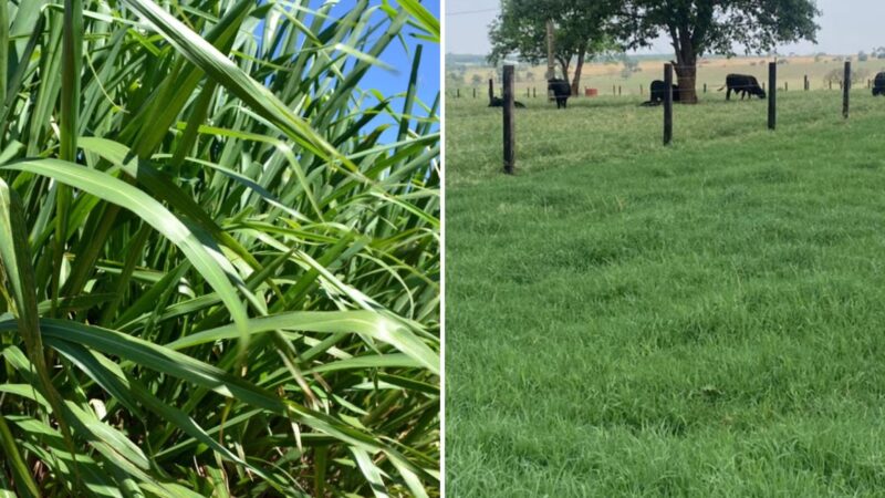 Mombaça ou Tifton 85 potencializam a produtividade da soja com pastagens saudáveis e eficientes para seu cultivo.