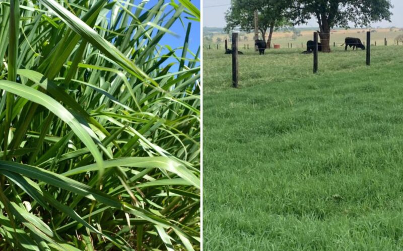 Mombaça ou Tifton 85 potencializam a produtividade da soja com pastagens saudáveis e eficientes para seu cultivo.