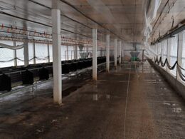 Montenegro impõe vazio sanitário de 28 dias após desinfecção, garantindo segurança e saúde agrícola na região.