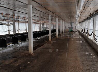 Montenegro impõe vazio sanitário de 28 dias após desinfecção, garantindo segurança e saúde agrícola na região.