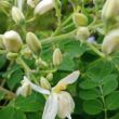 Moringa oleífera: uma alternativa sustentável para a pecuária leiteira?