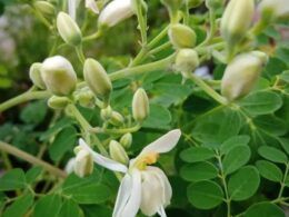 Moringa oleífera: uma alternativa sustentável para a pecuária leiteira?