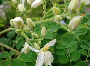 Moringa oleífera: uma alternativa sustentável para a pecuária leiteira?