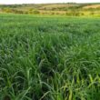 Morte súbita do braquiarão: estratégias eficazes para proteger seu rebanho e garantir a produtividade da pecuária