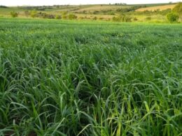 Morte súbita do braquiarão: estratégias eficazes para proteger seu rebanho e garantir a produtividade da pecuária