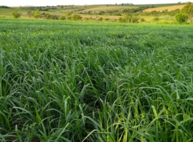 Morte súbita do braquiarão: estratégias eficazes para proteger seu rebanho e garantir a produtividade da pecuária