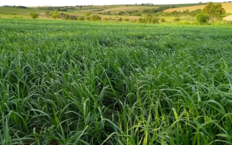 Morte súbita do braquiarão: estratégias eficazes para proteger seu rebanho e garantir a produtividade da pecuária