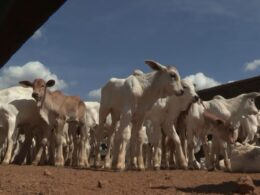 MT alcança recorde histórico em desmama, impulsionando a produção e a sustentabilidade na agropecuária moderna
