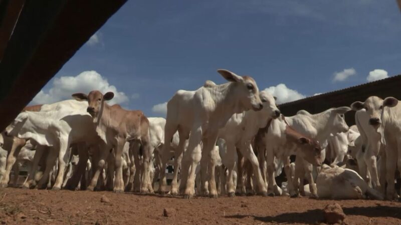 MT alcança recorde histórico em desmama, impulsionando a produção e a sustentabilidade na agropecuária moderna