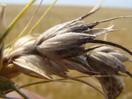 Mudanças climáticas potencializam doenças nas lavouras e estratégias eficazes para proteger sua colheita 25 Mudanças climáticas potencializam doenças nas lavouras e estratégias eficazes para proteger sua colheita