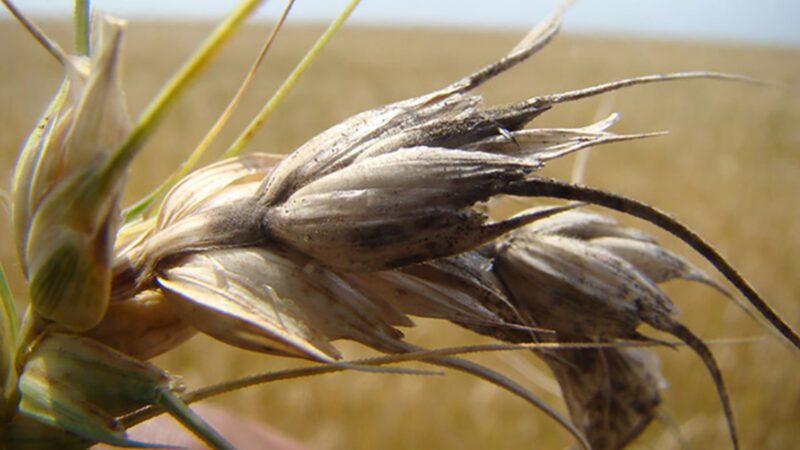 Mudanças climáticas potencializam doenças nas lavouras e estratégias eficazes para proteger sua colheita