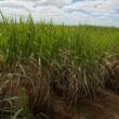 na balanca do acucar safra brasileira aumenta e preco internacional