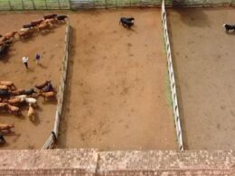 Nada nas mãos: a técnica que promove o desenvolvimento saudável e livre da criançada 14 Nada nas mãos: a técnica que promove o desenvolvimento saudável e livre da criançada