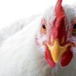 namibia surpreende importacoes de aves da africa do sul retomadas