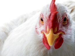 namibia surpreende importacoes de aves da africa do sul retomadas