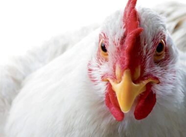 namibia surpreende importacoes de aves da africa do sul retomadas