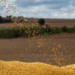 negociacoes sob pressao leis contra a moratoria da soja avancam