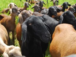 Negócio Milionário: Como a Embrapa está Desbravando o Kuwait e Abrindo Portas para o Mercado de Ovinos Brasileiros no Oriente Médio 11 negocio milionario como a embrapa esta desbravando o kuwait e