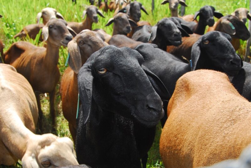 negocio milionario como a embrapa esta desbravando o kuwait e