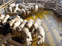 Nelore em alta: novilhas e vacada extras garantem qualidade superior no curral de frigorífico em MS