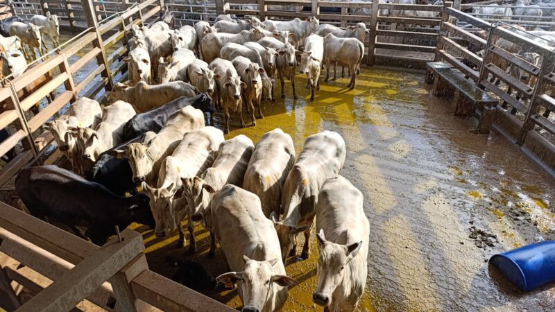 Nelore em alta: novilhas e vacada extras garantem qualidade superior no curral de frigorífico em MS