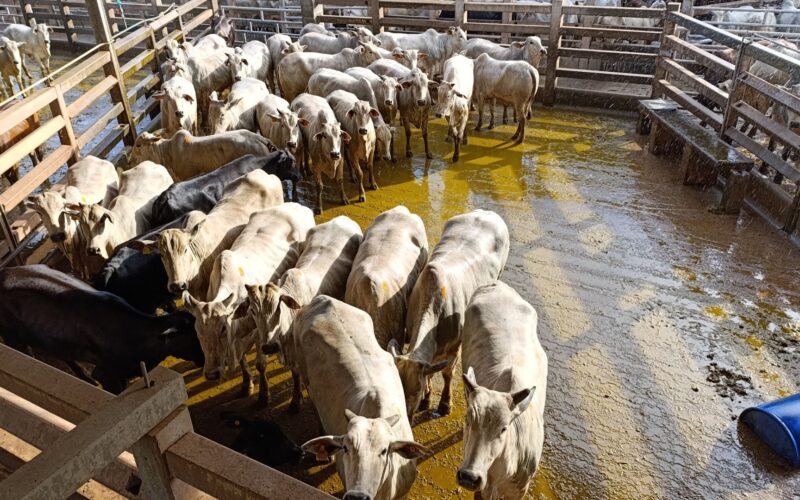 Nelore em alta: novilhas e vacada extras garantem qualidade superior no curral de frigorífico em MS