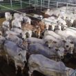 Nelore “zero dentes” se destaca em qualidade de carne com novilhada cabeceira e acabamento superior em MT
