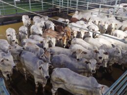 Nelore “zero dentes” se destaca em qualidade de carne com novilhada cabeceira e acabamento superior em MT