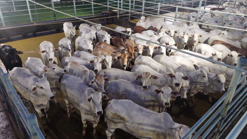 Nelore “zero dentes” se destaca em qualidade de carne com novilhada cabeceira e acabamento superior em MT