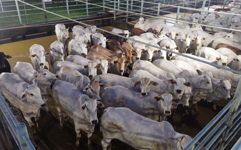 Nelore “zero dentes” se destaca em qualidade de carne com novilhada cabeceira e acabamento superior em MT