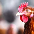 nova oportunidade abertura do mercado de carne de frango e
