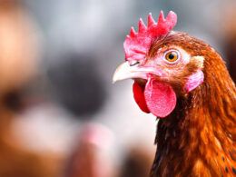 nova oportunidade abertura do mercado de carne de frango e