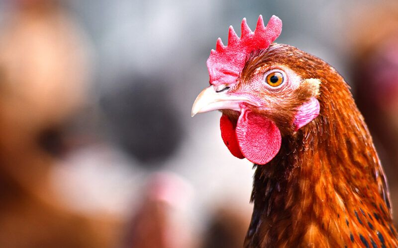 nova oportunidade abertura do mercado de carne de frango e