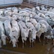 Novilhada a pasto engordada em TIP proporciona qualidade superior e bonificações atrativas para o produtor rural