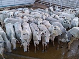 Novilhada a pasto engordada em TIP proporciona qualidade superior e bonificações atrativas para o produtor rural 17 Novilhada a pasto engordada em TIP proporciona qualidade superior e bonificações atrativas para o produtor rural