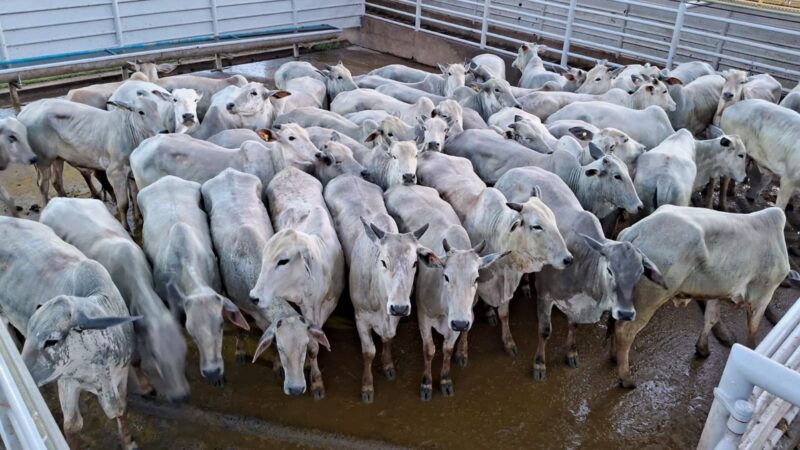 Novilhada a pasto engordada em TIP proporciona qualidade superior e bonificações atrativas para o produtor rural