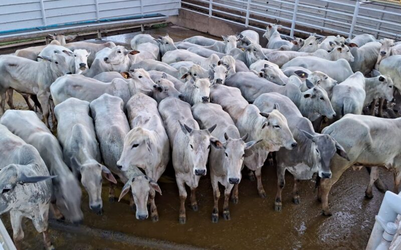 Novilhada a pasto engordada em TIP proporciona qualidade superior e bonificações atrativas para o produtor rural