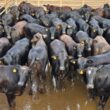 Novilhada Angus conquista interior de Minas com qualidade superior e rendimento impressionante
