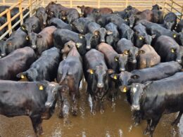 Novilhada Angus conquista interior de Minas com qualidade superior e rendimento impressionante