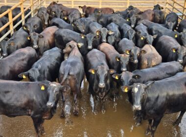 Novilhada Angus conquista interior de Minas com qualidade superior e rendimento impressionante