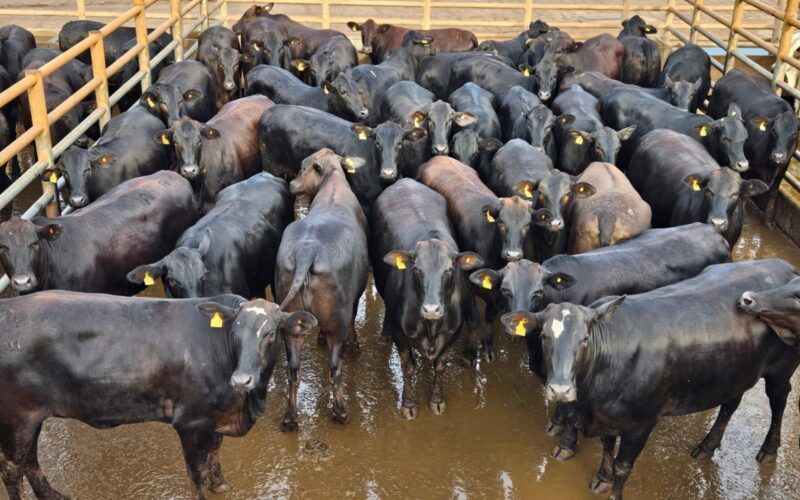 Novilhada Angus conquista interior de Minas com qualidade superior e rendimento impressionante