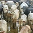 Novilhada "Batoquinha" no MS traz precocidade e alta rentabilidade para o cruzamento industrial Nelore