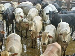 Novilhada "Batoquinha" no MS traz precocidade e alta rentabilidade para o cruzamento industrial Nelore 19 Novilhada "Batoquinha" no MS traz precocidade e alta rentabilidade para o cruzamento industrial Nelore