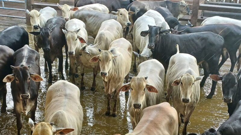 Novilhada "Batoquinha" no MS traz precocidade e alta rentabilidade para o cruzamento industrial Nelore