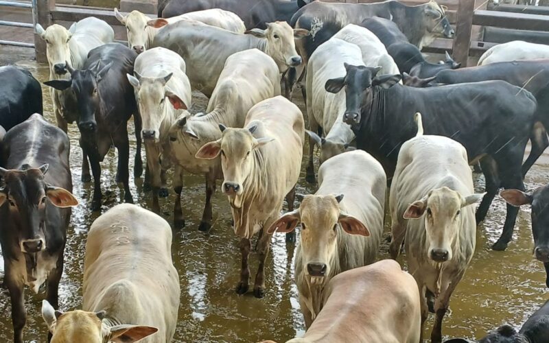 Novilhada "Batoquinha" no MS traz precocidade e alta rentabilidade para o cruzamento industrial Nelore