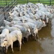 Novilhada “Cabeceira” se destaca em terminação intensiva a pasto com alta qualidade e rentabilidade na pecuária